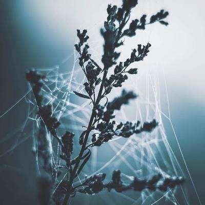 英雄联盟外围平台网址