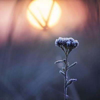 云平台appapp下载