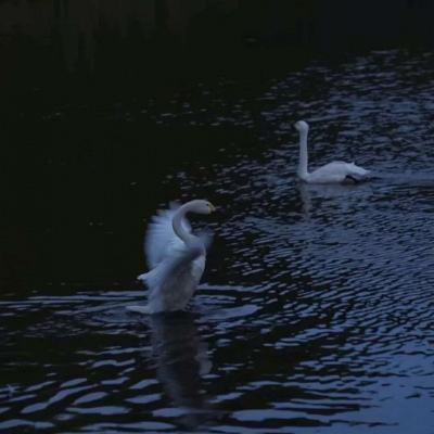 新世纪棋牌下载手机版截图