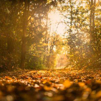 ob体育最新官网下载手机版