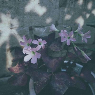 真人斗牛牛最新版下载手机版