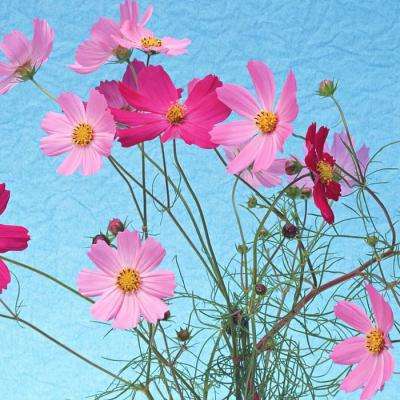 任你博下载手机版截图