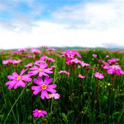 凤凰彩票56677官网入口查询