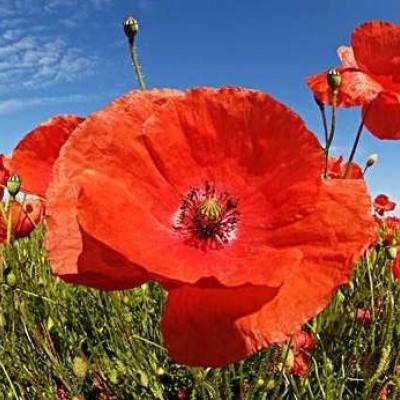 凤凰彩票welcome下载手机版