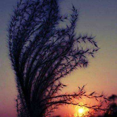 澳门正版资料大全app下载