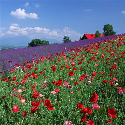 B体育·(sports)官方网站下载手机版