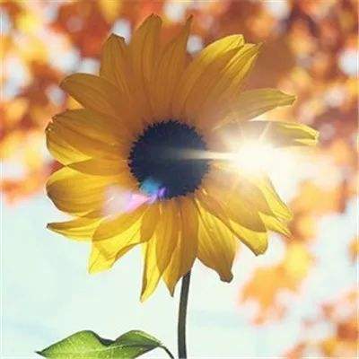 开云(中国)Kaiyun