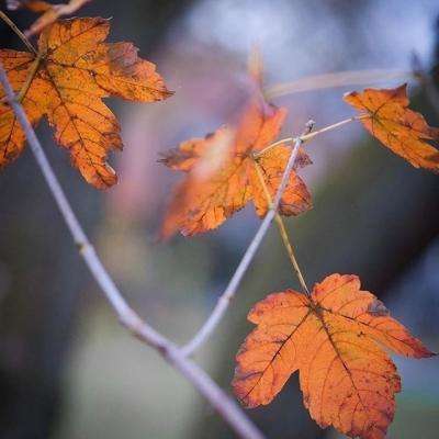 真人斗牛牛最新版下载手机版